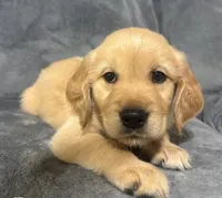 Dopey, a male Golden Retriever for sale in Aiken, SC – 3 of 3