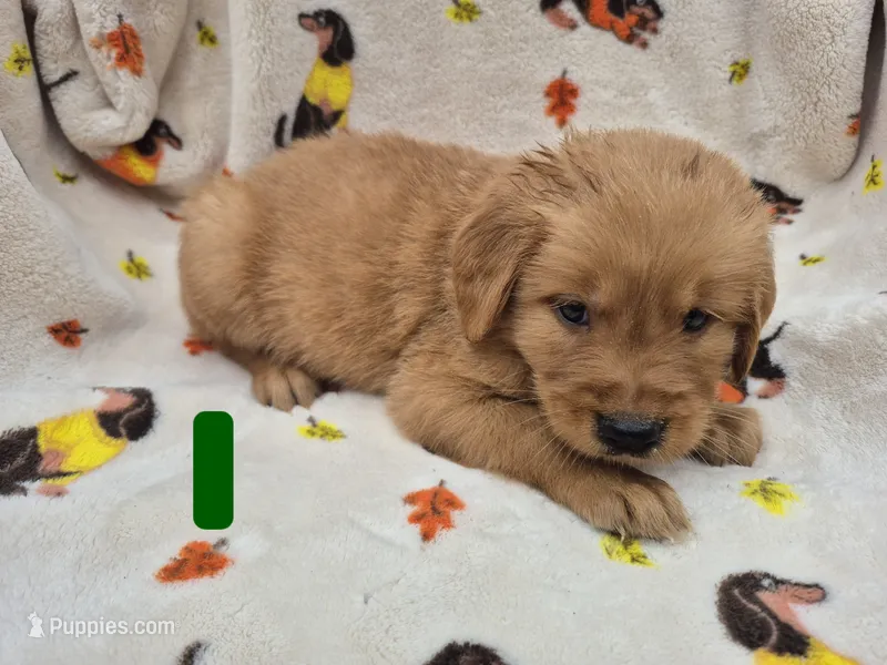Hunter – Golden Retriever puppy for sale in Aiken, SC