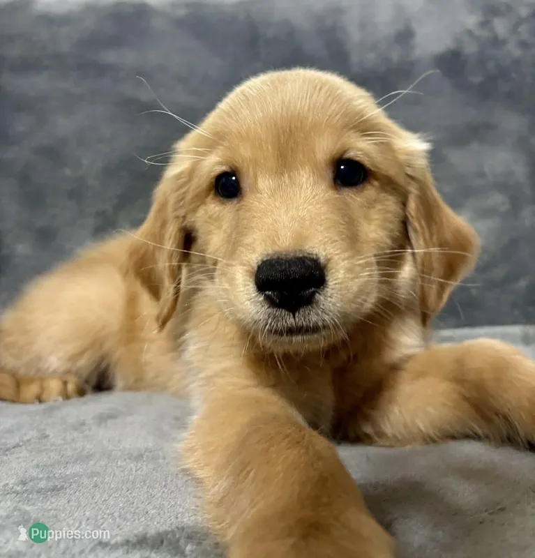 Alex – Golden Retriever puppy for sale in Aiken, SC