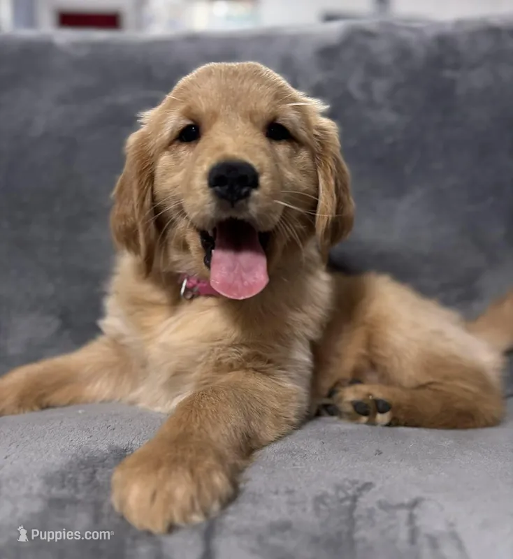 Abby – Golden Retriever puppy for sale in Aiken, SC