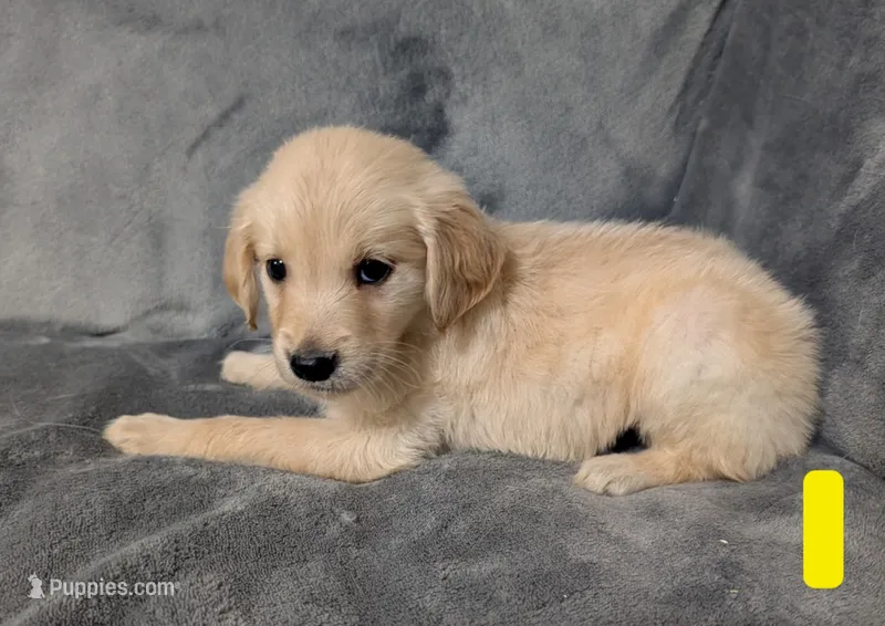Penelope  – Golden Retriever puppy for sale in Aiken, SC