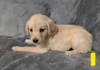 Penelope , a female Golden Retriever for sale in Aiken, SC – 1 of 1