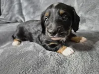 Marcus , a male Miniature Dachshund for sale in Aiken, SC – 1 of 3