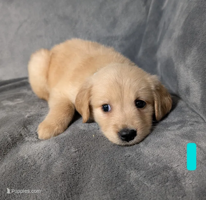 Abigail  – Golden Retriever puppy for sale in Aiken, SC