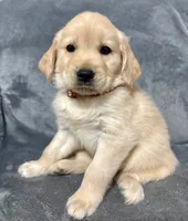 Happy, a male Golden Retriever for sale in Aiken, SC – 1 of 1