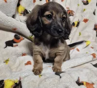 Ruby, a female Miniature Dachshund for sale in Aiken, SC – 3 of 3