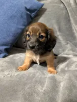 Ruby, a female Miniature Dachshund for sale in Aiken, SC – 4 of 4