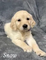 Snow , a female Golden Retriever for sale in Aiken, SC – 1 of 2