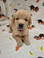 Katie, a female Golden Retriever for sale in Aiken, SC – 2 of 3