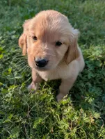 Weston, a male Golden Retriever for sale in Aiken, SC – Photo 1 of 2