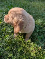 Weston, a male Golden Retriever for sale in Aiken, SC – Photo 2 of 2