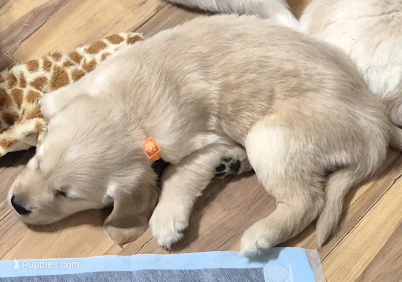 Dopey – Golden Retriever puppy for sale in Aiken, SC