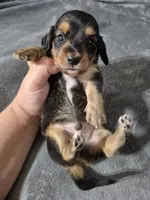 Moe, a male Miniature Dachshund for sale in Aiken, SC – 2 of 2