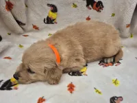 Alex, a male Golden Retriever for sale in Aiken, SC – 2 of 2
