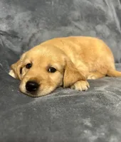 Dopey, a male Golden Retriever for sale in Aiken, SC – 2 of 3