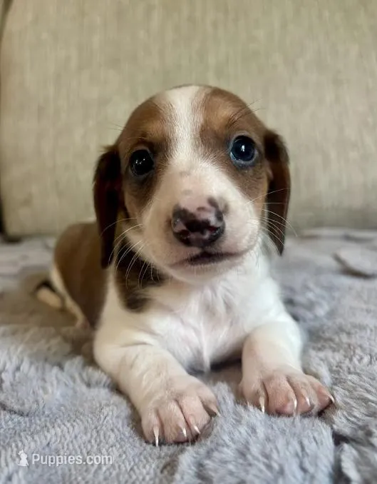 Ian – Miniature Dachshund puppy for sale in Aiken, SC