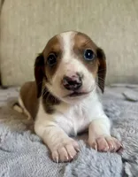 Ian, a male Miniature Dachshund for sale in Aiken, SC – 1 of 1