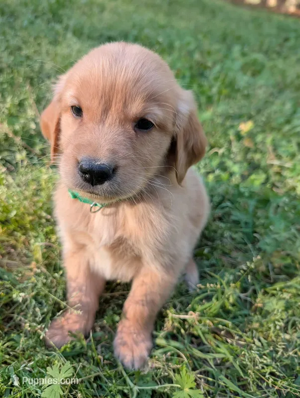 Alex – Golden Retriever puppy for sale in Aiken, SC