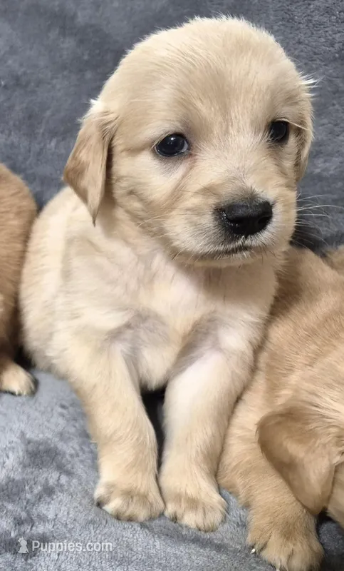 Luna – Golden Retriever puppy for sale in Aiken, SC