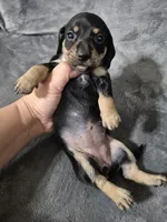 Alice, a female Miniature Dachshund for sale in Aiken, SC – 2 of 2
