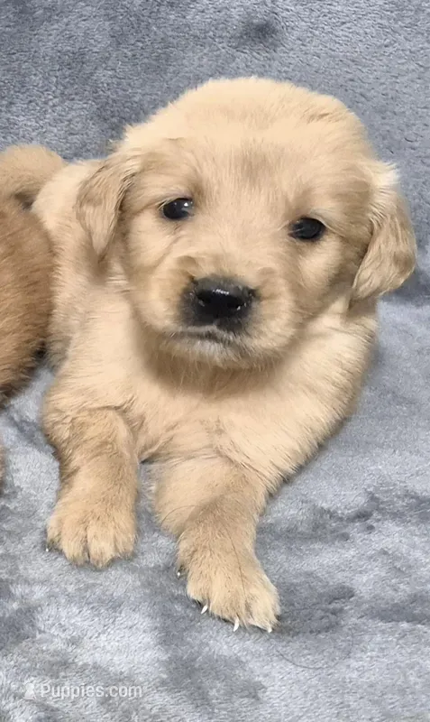 Benson  – Golden Retriever puppy for sale in Aiken, SC