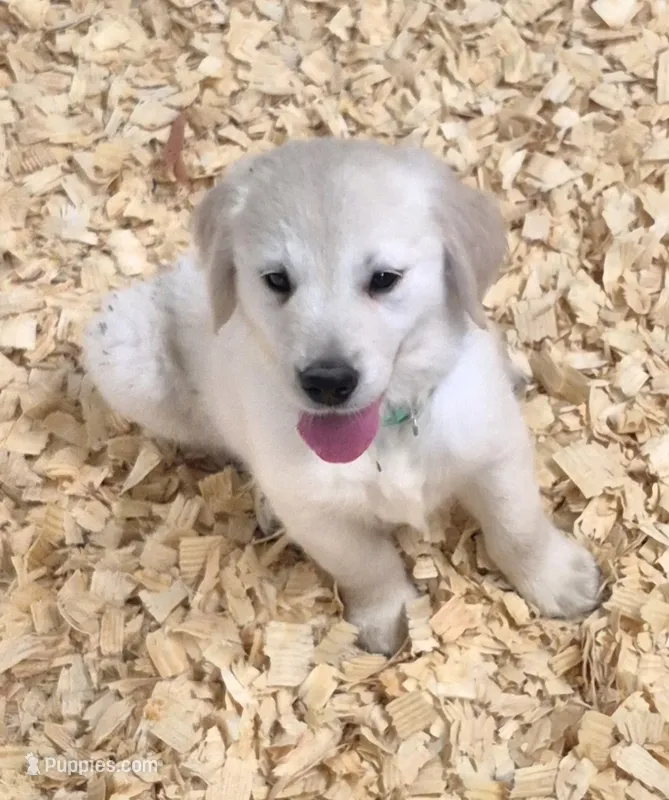 Doc – Golden Retriever puppy for sale in Aiken, SC
