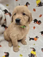Charlie , a male Golden Retriever for sale in Aiken, SC – 2 of 2