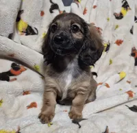 Ruby, a female Miniature Dachshund for sale in Aiken, SC – 2 of 3