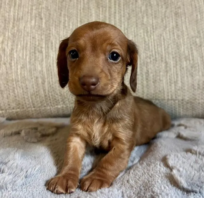 Trevor – Miniature Dachshund puppy for sale in Aiken, SC