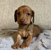 Trevor, a male Miniature Dachshund for sale in Aiken, SC – 1 of 1