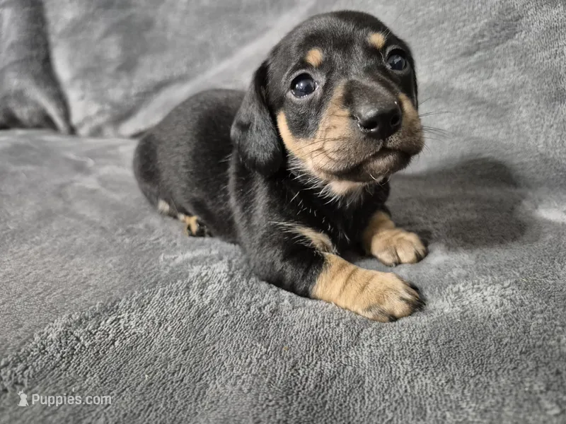 Alice – Miniature Dachshund puppy for sale in Aiken, SC