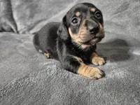 Alice, a female Miniature Dachshund for sale in Aiken, SC – 1 of 2