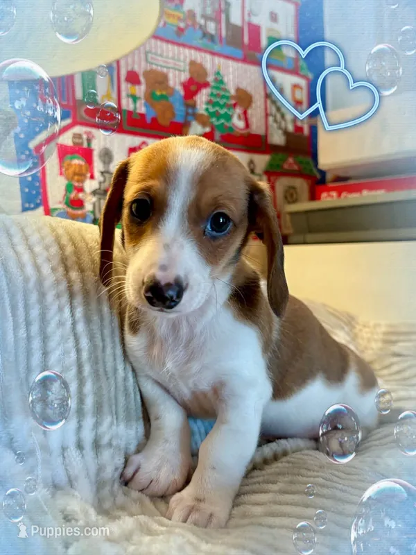 Ian – Miniature Dachshund puppy for sale in Aiken, SC