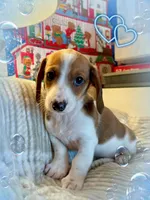 Ian, a male Miniature Dachshund for sale in Aiken, SC – 1 of 1