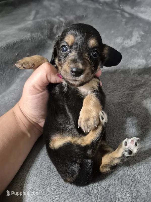 Mary – Miniature Dachshund puppy for sale in Aiken, SC