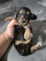 Mary, a female Miniature Dachshund for sale in Aiken, SC – 1 of 1