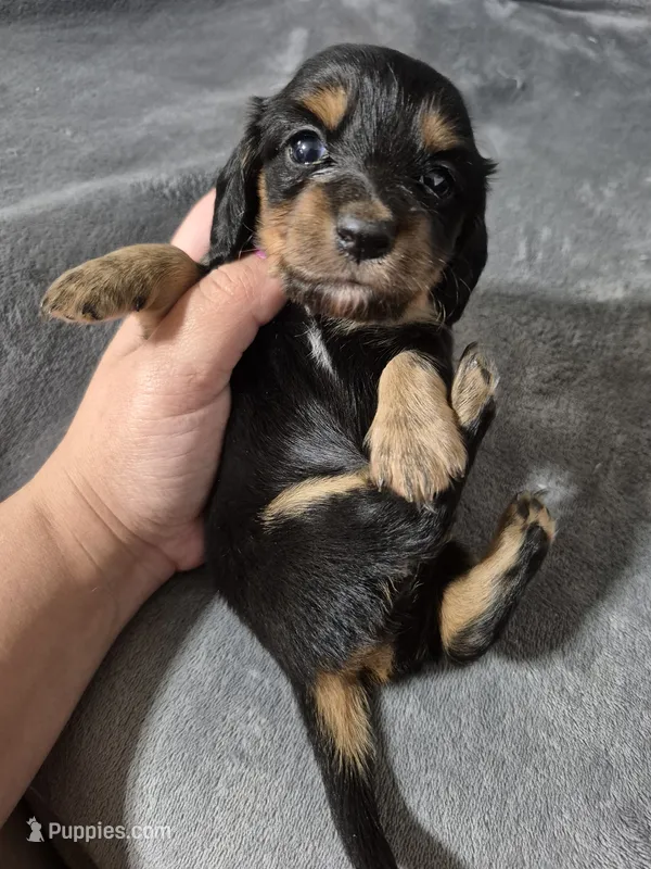 Laura – Miniature Dachshund puppy for sale in Aiken, SC