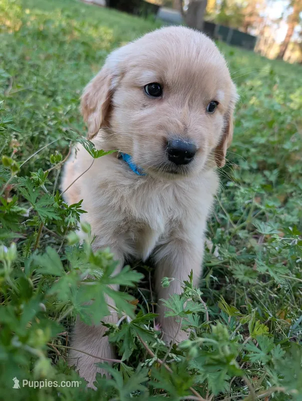 Charlie – Golden Retriever puppy for sale in Aiken, SC