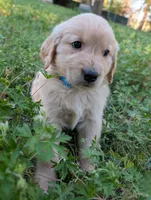 Charlie, a male Golden Retriever for sale in Aiken, SC – Photo 1 of 2