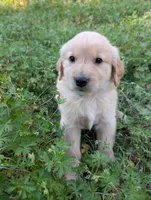 Charlie, a male Golden Retriever for sale in Aiken, SC – Photo 2 of 2