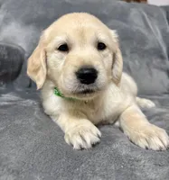 Doc, a male Golden Retriever for sale in Aiken, SC – 2 of 2