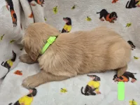 Buster, a male Golden Retriever for sale in Aiken, SC – 3 of 3