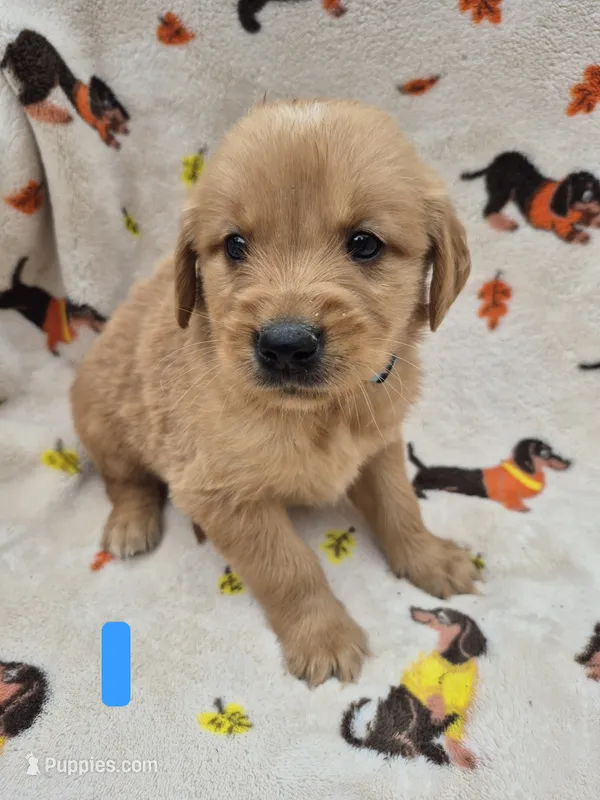 Chase – Golden Retriever puppy for sale in Aiken, SC