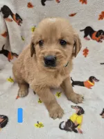 Chase, a male Golden Retriever for sale in Aiken, SC – 1 of 4