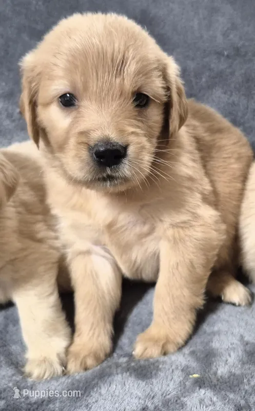 Chloe – Golden Retriever puppy for sale in Aiken, SC