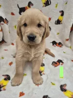 Buster, a male Golden Retriever for sale in Aiken, SC – 2 of 3