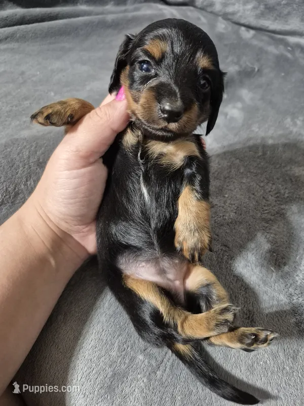 Nellie – Miniature Dachshund puppy for sale in Aiken, SC