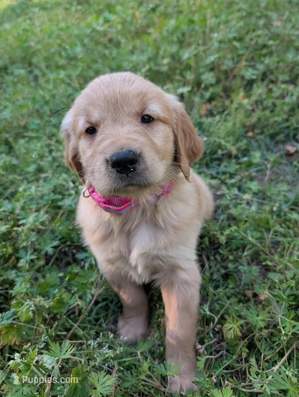 Abby – Golden Retriever puppy for sale in Aiken, SC