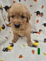 Hunter, a male Golden Retriever for sale in Aiken, SC – 2 of 3