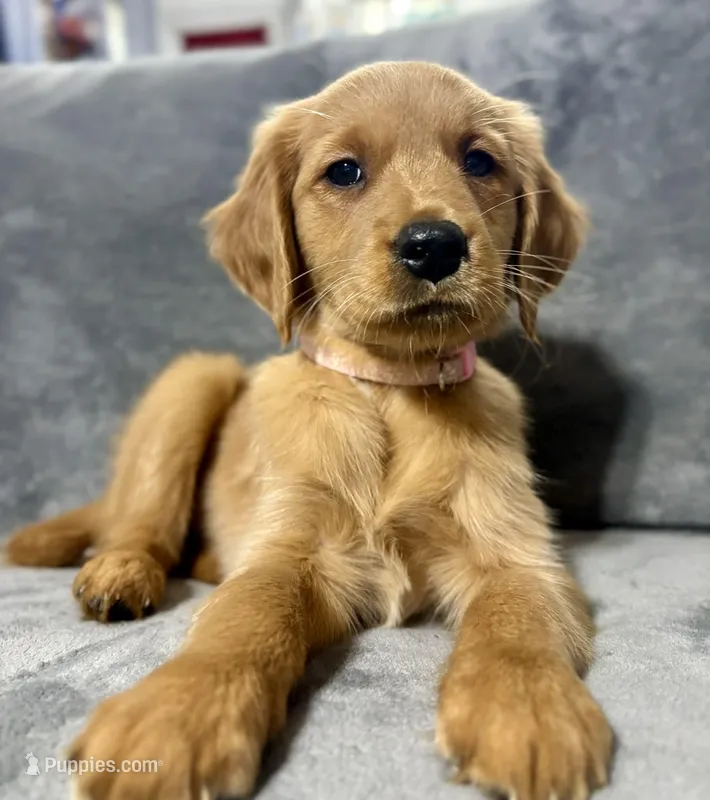 Alice – Golden Retriever puppy for sale in Aiken, SC